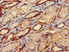 Immunohistochemistry of paraffin-embedded human kidney tissue using CSB-PA897524LA01HU at dilution of 1:100