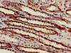Immunohistochemistry of paraffin-embedded human kidney tissue using CSB-PA002350EA01HU at dilution of 1:100