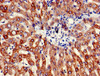 Immunohistochemistry of paraffin-embedded human liver tissue using CSB-PA002350EA01HU at dilution of 1:100