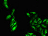 Immunofluorescent analysis of Hela cells using CSB-PA002422LA01HU at dilution of 1:100 and Alexa Fluor 488-congugated AffiniPure Goat Anti-Rabbit IgG (H+L)