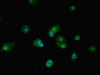 Immunofluorescent analysis of MCF-7 cells using CSB-PA002802LA01HU at dilution of 1:100 and Alexa Fluor 488-congugated AffiniPure Goat Anti-Rabbit IgG (H+L)