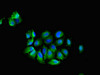 Immunofluorescent analysis of A549 cells using CSB-PA004427LA01HU at dilution of 1:100 and Alexa Fluor 488-congugated AffiniPure Goat Anti-Rabbit IgG (H+L)