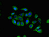 Immunofluorescent analysis of A549 cells using CSB-PA004840LA01HU at dilution of 1:100 and Alexa Fluor 488-congugated AffiniPure Goat Anti-Rabbit IgG (H+L)