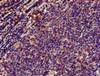 Immunohistochemistry of paraffin-embedded human lymph node tissue using CSB-PA004931HA01HU at dilution of 1:100