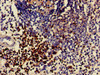 Immunohistochemistry of paraffin-embedded human spleen tissue using CSB-PA004931HA01HU at dilution of 1:100