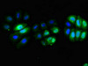 Immunofluorescent analysis of A549 cells using CSB-PA004931HA01HU at dilution of 1:100 and Alexa Fluor 488-congugated AffiniPure Goat Anti-Rabbit IgG (H+L)