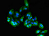 Immunofluorescent analysis of HepG2 cells using CSB-PA005166LA01HU at dilution of 1:100 and Alexa Fluor 488-congugated AffiniPure Goat Anti-Rabbit IgG (H+L)