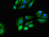 Immunofluorescent analysis of HepG2 cells using CSB-PA00729A0Rb at dilution of 1:100 and Alexa Fluor 488-congugated AffiniPure Goat Anti-Rabbit IgG (H+L)