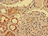 Immunohistochemistry analysis of human kidney tissue using CSB-PA011113LA01HU at dilution of 1:100 Immunohistochemistry analysis of human kidney tissue using CSB-PA011113LA01HU at dilution of 1:100