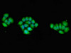 Immunofluorescent analysis of PC-3 cells using CSB-PA01149A0Rb at dilution of 1:100 and Alexa Fluor 488-congugated AffiniPure Goat Anti-Rabbit IgG (H+L)