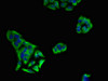 Immunofluorescent analysis of PC-3 cells using CSB-PA012364LA01HU at dilution of 1:100 and Alexa Fluor 488-congugated AffiniPure Goat Anti-Rabbit IgG (H+L)