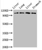 Western Blot<br />
 Positive WB detected in: Rat liver tissue, Rat lung tissue, Mouse liver tissue, Mouse stomach tissue<br />
 All lanes: MAP3K13 antibody at 3µg/ml<br />
 Secondary<br />
 Goat polyclonal to rabbit IgG at 1/50000 dilution<br />
 Predicted band size: 109, 18, 93, 86, 15 kDa<br />
 Observed band size: 109 kDa<br />