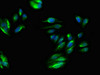 Immunofluorescent analysis of HepG2 cells using CSB-PA018583LA01HU at dilution of 1:100 and Alexa Fluor 488-congugated AffiniPure Goat Anti-Rabbit IgG (H+L)