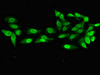 Immunofluorescent analysis of Hela cells using CSB-PA018779LA01HU at dilution of 1:100 and Alexa Fluor 488-congugated AffiniPure Goat Anti-Rabbit IgG (H+L)