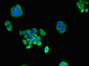 Immunofluorescent analysis of PC-3 cells using CSB-PA018865LA01HU at dilution of 1:100 and Alexa Fluor 488-congugated AffiniPure Goat Anti-Rabbit IgG (H+L)