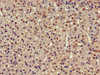 IHC image of CSB-PA018894LA01HU diluted at 1:500 and staining in paraffin-embedded human adrenal gland tissue performed on a Leica BondTM system. After dewaxing and hydration, antigen retrieval was mediated by high pressure in a citrate buffer (pH 6.0) . Section was blocked with 10% normal goat serum 30min at RT. Then primary antibody (1% BSA) was incubated at 4°C overnight. The primary is detected by a biotinylated secondary antibody and visualized using an HRP conjugated SP system.