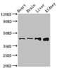 Western Blot<br />
 Positive WB detected in: Rat heart tissue, Mouse brain tissue, Mouse liver tissue, Mouse kidney tissue<br />
 All lanes: RUNX3 antibody at 3µg/ml<br />
 Secondary<br />
 Goat polyclonal to rabbit IgG at 1/50000 dilution<br />
 Predicted band size: 45, 46 kDa<br />
 Observed band size: 45 kDa<br />