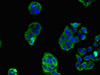 Immunofluorescent analysis of PC-3 cells using CSB-PA020865LA01HU at dilution of 1:100 and Alexa Fluor 488-congugated AffiniPure Goat Anti-Rabbit IgG (H+L)