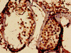 Immunohistochemistry analysis of human testis tissue using CSB-PA021774LA01HU at dilution of 1:100