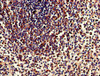 Immunohistochemistry of paraffin-embedded human spleen tissue using CSB-PA024098LA01HU at dilution of 1:100