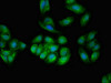 Immunofluorescent analysis of HepG2 cells using CSB-PA024098LA01HU at dilution of 1:100 and Alexa Fluor 488-congugated AffiniPure Goat Anti-Rabbit IgG (H+L)