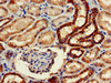 Immunohistochemistry of paraffin-embedded human kidney tissue using CSB-PA026168LA01HU at dilution of 1:100