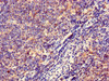 Immunohistochemistry of paraffin-embedded human lymph node tissue using CSB-PA14849A0Rb at dilution of 1:100
