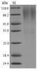 The reducing (R) protein migrates as 75 kDa in SDS-PAGE may be due to glycosylation.