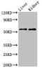 Western Blot<br />
 Positive WB detected in: Mouse liver tissue, Mouse kidney tissue<br />
 All lanes: LMP2 antibody at 2µg/ml<br />
 Secondary<br />
 Goat polyclonal to rabbit IgG at 1/50000 dilution<br />
 Predicted band size: 54, 41 kDa<br />
 Observed band size: 54 kDa<br />
