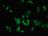 Immunofluorescent analysis of Hela cells using CSB-PA614264LA01HU at dilution of 1:100 and Alexa Fluor 488-congugated AffiniPure Goat Anti-Rabbit IgG (H+L)