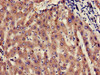 Immunohistochemistry of paraffin-embedded human liver tissue using CSB-PA025484DA01HU at dilution of 1:100