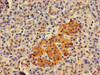 Immunohistochemistry of paraffin-embedded human pancreatic tissue using CSB-PA622511LA01HU at dilution of 1:100