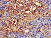 Immunohistochemistry of paraffin-embedded human pancreatic tissue using CSB-PA622686LA01HU at dilution of 1:100