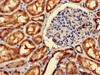 Immunohistochemistry of paraffin-embedded human kidney tissue using CSB-PA623101LA01HU at dilution of 1:100