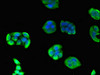 Immunofluorescent analysis of PC-3 cells using CSB-PA623903LA01HU at dilution of 1:100 and Alexa Fluor 488-congugated AffiniPure Goat Anti-Rabbit IgG (H+L)