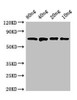 Western Blot<br />
 Positive WB detected in Recombinant protein<br />
 All lanes: dnaK antibody at 2.8µg/ml<br />
 Secondary<br />
 Goat polyclonal to rabbit IgG at 1/50000 dilution<br />
 predicted band size: 70 kDa<br />
 observed band size: 70 kDa<br />