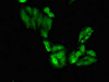 Immunofluorescent analysis of Hela cells using CSB-PA688764LA01HU at dilution of 1:100 and Alexa Fluor 488-congugated AffiniPure Goat Anti-Rabbit IgG (H+L)