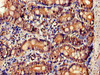 Immunohistochemistry of paraffin-embedded human small intestine tissue using CSB-PA751146LA01HU at dilution of 1:100