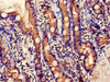 Immunohistochemistry of paraffin-embedded human small intestine tissue using CSB-PA754239LA01HU at dilution of 1:100
