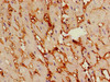 Immunohistochemistry of paraffin-embedded human heart tissue using CSB-PA836166HA01HU at dilution of 1:100