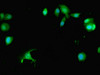 Immunofluorescent analysis of MCF-7 cells using CSB-PA848403LA01HU at dilution of 1:100 and Alexa Fluor 488-congugated AffiniPure Goat Anti-Rabbit IgG (H+L)