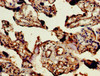 Immunohistochemistry of paraffin-embedded human placenta tissue using CSB-PA856998LA01HU at dilution of 1:100