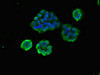 Immunofluorescent analysis of PC-3 cells using CSB-PA856998LA01HU at dilution of 1:100 and Alexa Fluor 488-congugated AffiniPure Goat Anti-Rabbit IgG (H+L)