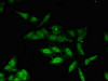 Immunofluorescent analysis of Hela cells using CSB-PA863999LA01HU at dilution of 1:100 and Alexa Fluor 488-congugated AffiniPure Goat Anti-Rabbit IgG (H+L)