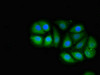 Immunofluorescent analysis of A549 cells using CSB-PA865098LA01HU at dilution of 1:100 and Alexa Fluor 488-congugated AffiniPure Goat Anti-Rabbit IgG (H+L)