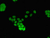 Immunofluorescent analysis of PC-3 cells using CSB-PA874860LA01HU at dilution of 1:100 and Alexa Fluor 488-congugated AffiniPure Goat Anti-Rabbit IgG (H+L) Immunofluorescent analysis of PC-3 cells using CSB-PA874860LA01HU at dilution of 1:100 and Alexa Fluor 488-congugated AffiniPure Goat Anti-Rabbit IgG (H+L)