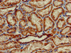Immunohistochemistry of paraffin-embedded human kidney tissue using CSB-PA882145LA01HU at dilution of 1:100