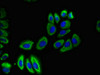 Immunofluorescent analysis of A549 cells using CSB-PA893907LA01HU at dilution of 1:100 and Alexa Fluor 488-congugated AffiniPure Goat Anti-Rabbit IgG (H+L)