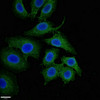 Immunofluorescent analysis of A549 cells using CSB-PA016039LA01HU at dilution of 1:100 and Alexa Fluor 488-congugated AffiniPure Goat Anti-Rabbit IgG (H+L)