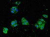 Immunofluorescent analysis of HepG2 cells using CSB-PA836684LA01HU at dilution of 1:100 and Alexa Fluor 488-congugated AffiniPure Goat Anti-Rabbit IgG (H+L)